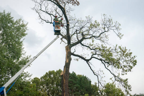 Professional Tree Services in Cocoa Beach, FL